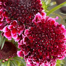 Scabiosa Atropurpurea Seeds - Mix