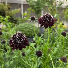 Scabiosa Atropurpurea Seeds - Mix