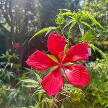 Scarlet Rose Mallow Hibiscus Seeds