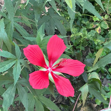 Scarlet Rose Mallow Hibiscus Seeds