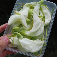 Sesbania Grandiflora Tree Seeds