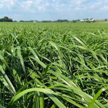 Perennial Ryegrass Seeds