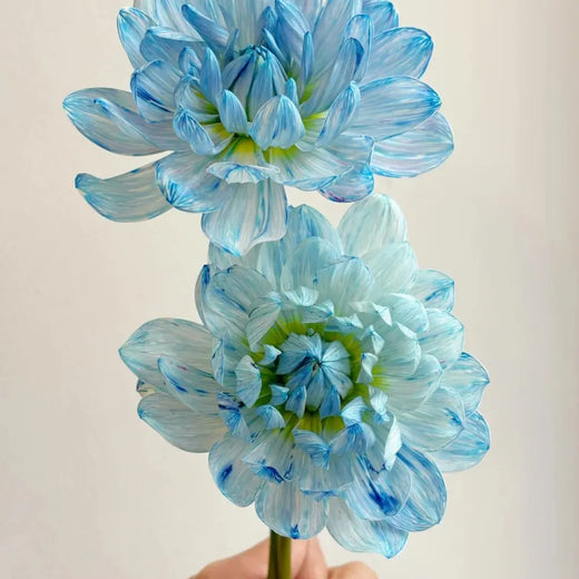 Sky Blue Dahlia Flower Seeds Vibrant Garden Blooms