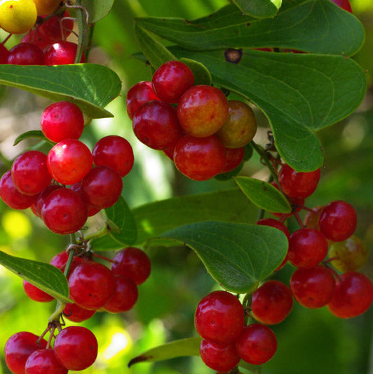 Sarsaparilla Plant Seeds up to 50%