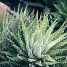 Snake Succulent Seeds