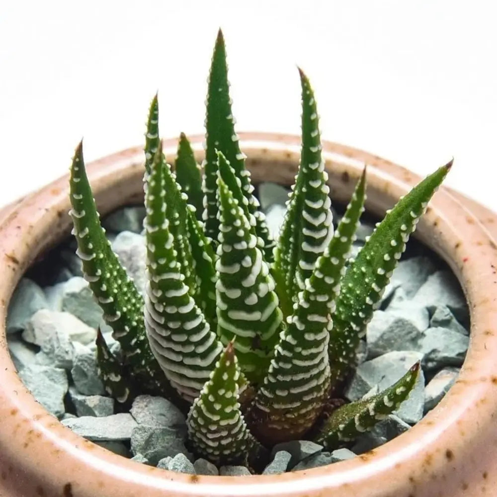 Snake Succulent Seeds