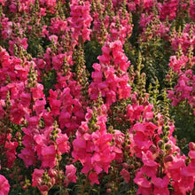 Snapdragon Seeds - Rosy