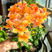 Snapdragon Seeds - Orange