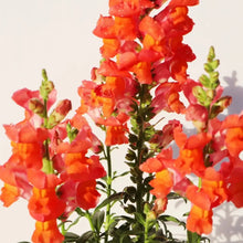 Snapdragon Seeds - Orange