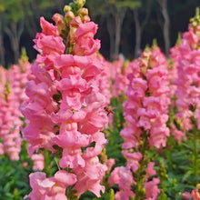 Snapdragon Seeds - Rosy