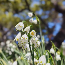 Snowdrop Seeds