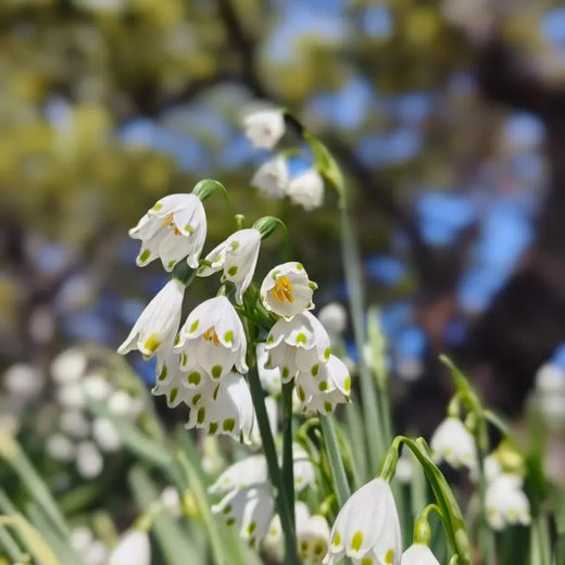 Snowdrop Seeds