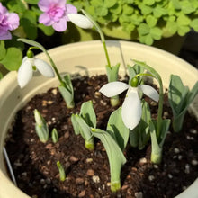 Snowdrop Seeds