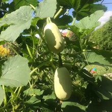 Spaghetti Squash Seeds