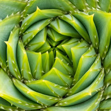 Spiral Aloe Seeds