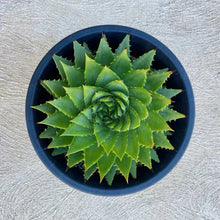 Spiral Aloe Seeds