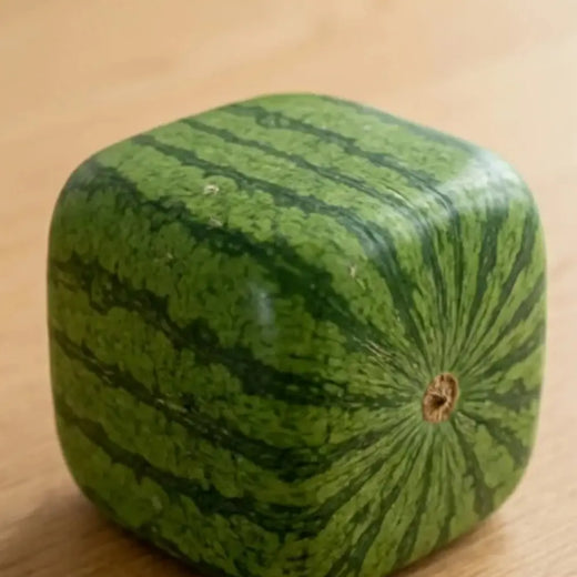 Square Watermelon Seeds