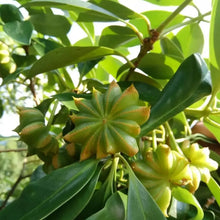 Star Anise Flower Seeds