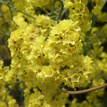 Statice Flower Seeds Apricot Blooms