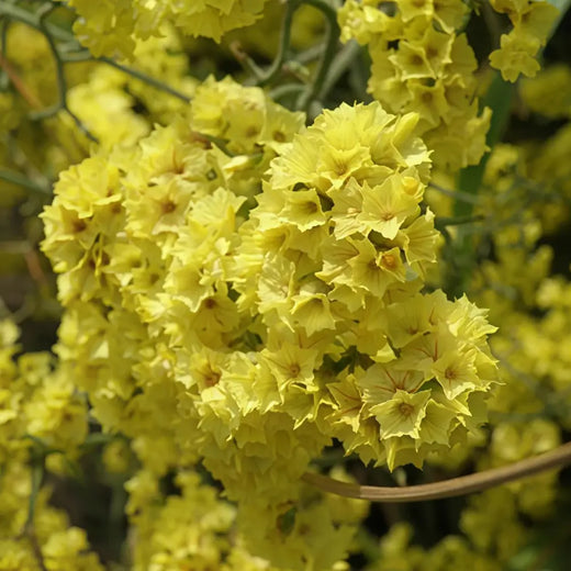 Statice Flower Seeds Apricot Blooms