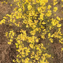 Statice Flower Seeds Apricot Blooms
