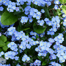 Statice Flower Seeds Pale Blue Blooms