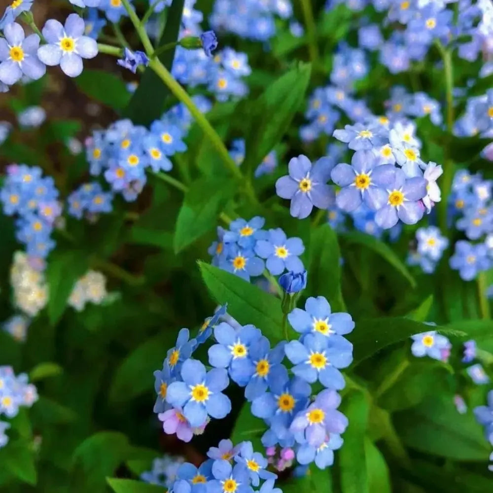 Statice Flower Seeds Pale Blue Blooms