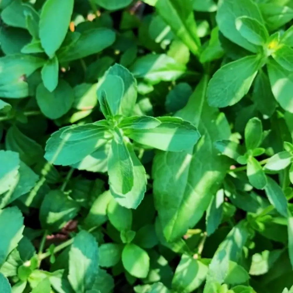 Stevia Sweet Herb Seeds