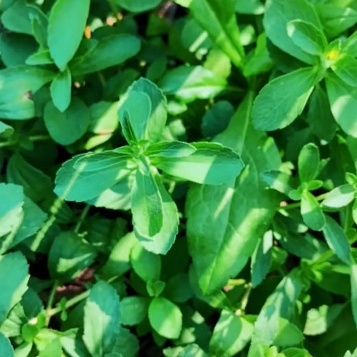 Stevia Sweet Herb Seeds