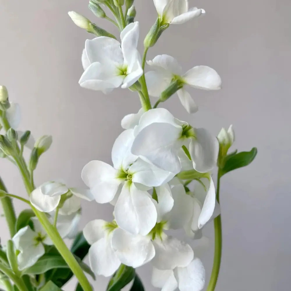 Stock Seeds - White