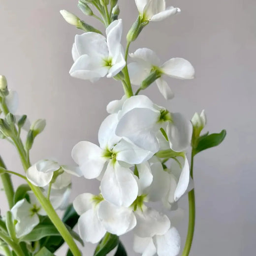 Stock Seeds - White