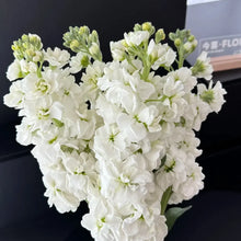 Stock Seeds - White