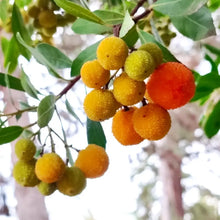 Strawberry Tree Seeds