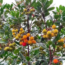 Strawberry Tree Seeds