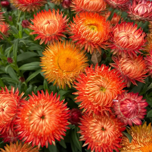 Strawflower Seeds