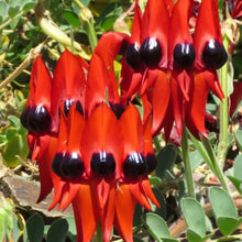 Sturts Desert Pea Seeds