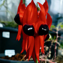 Sturts Desert Pea Seeds
