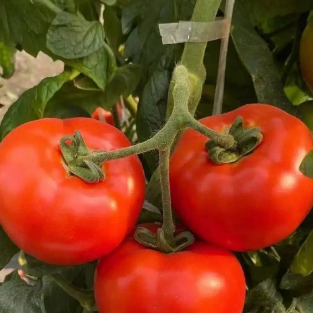 Super Fantastic Tomato Seeds