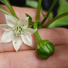 Sweety Drops Pepper Seeds