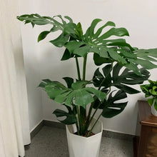 Swiss Cheese Plant Seeds