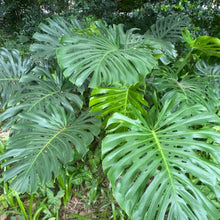 Swiss Cheese Plant Seeds
