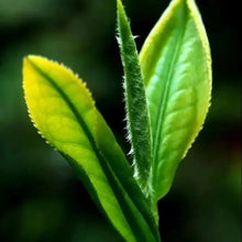 Tea Tree Seeds