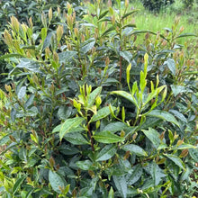 Tea Tree Seeds