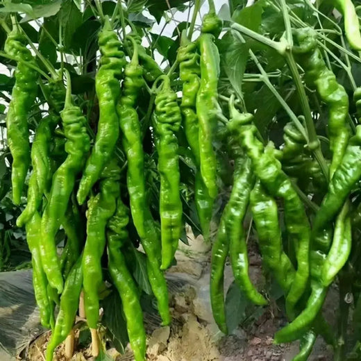 Thai Dragon Pepper Seeds