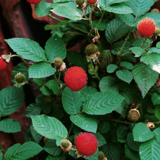 Thimbleberry Seeds