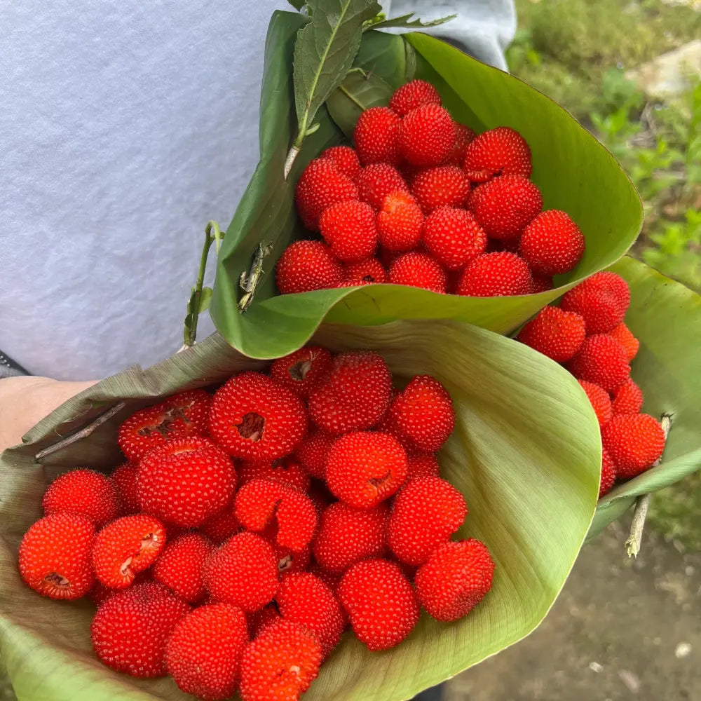 Thimbleberry Seeds