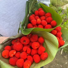 Thimbleberry Seeds