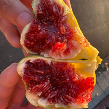 Tiger Stripe Fig Seeds