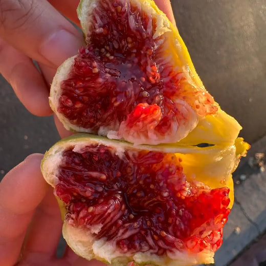 Tiger Stripe Fig Seeds