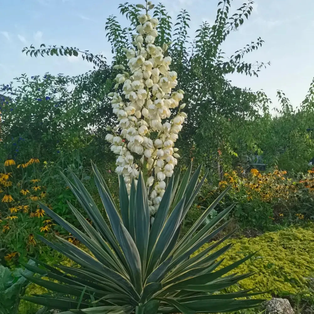 Variegated Yucca Seeds